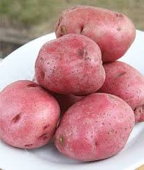 SH-5 potato